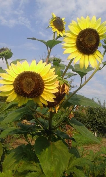  - SEMINTE FLOAREA SOARELUI VANILLA ICE - HELIANTHUS ANNUUS