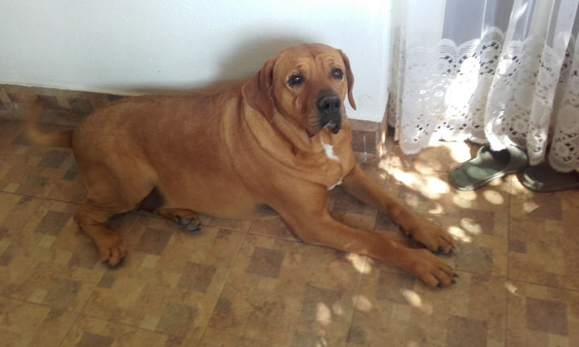  - 1 CATELUSELE NOASTRE