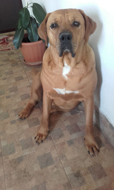  - 1 CATELUSELE NOASTRE