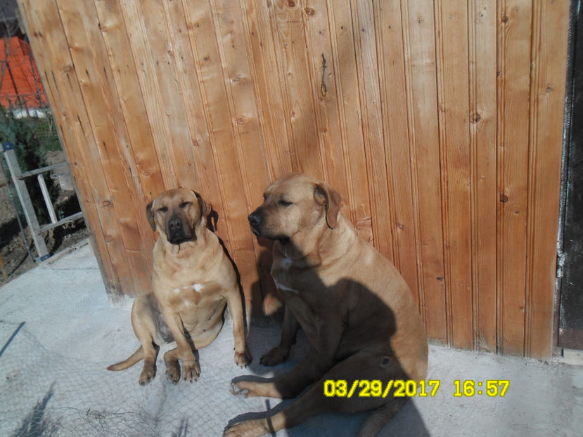  - 1 CATELUSELE NOASTRE