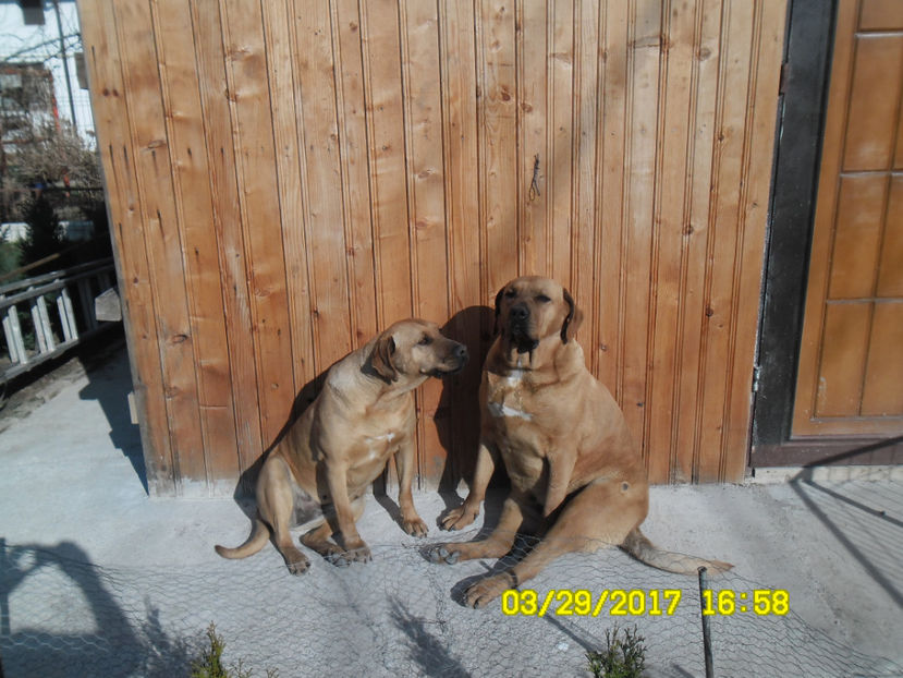  - 1 CATELUSELE NOASTRE