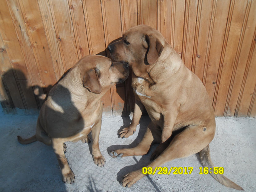  - 1 CATELUSELE NOASTRE