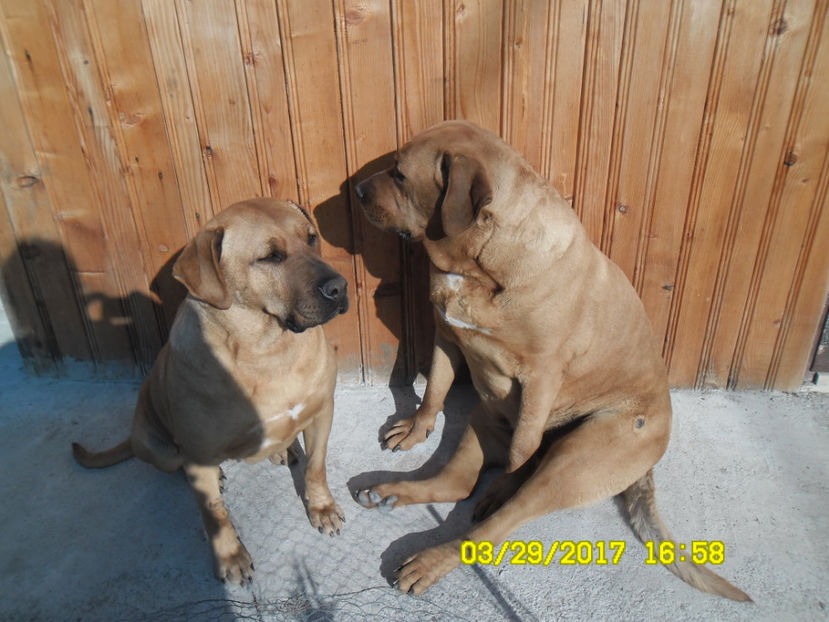  - 1 CATELUSELE NOASTRE