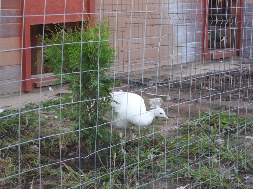  - pauni albi si arlechin