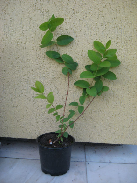 2017- lonicera la ghiveci - Lonicera kamtschatica