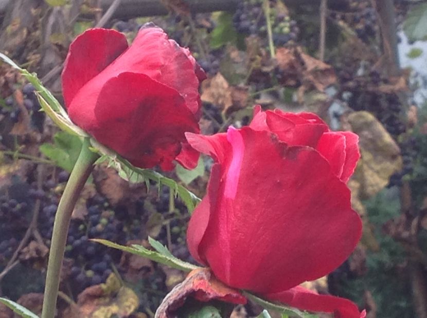  - Un roșu de Ciumbrud Mr Lincoln