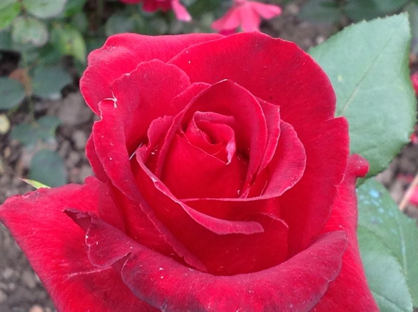  - Un roșu de Ciumbrud Mr Lincoln