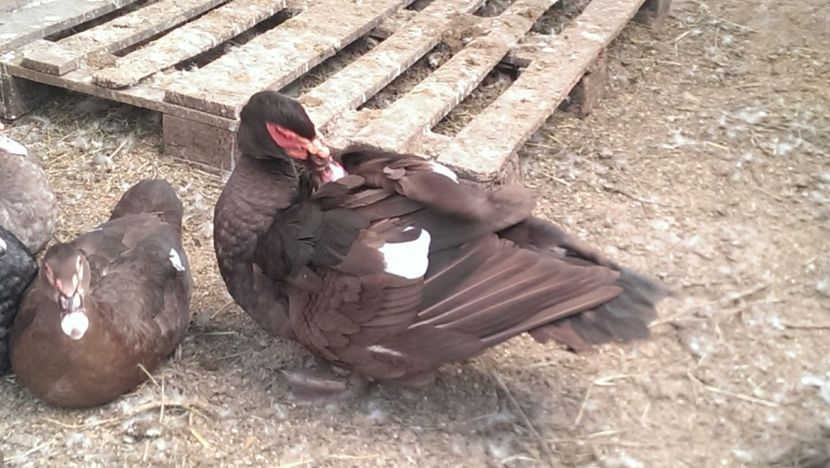 aroma speciala - Bomboane asortate 2017