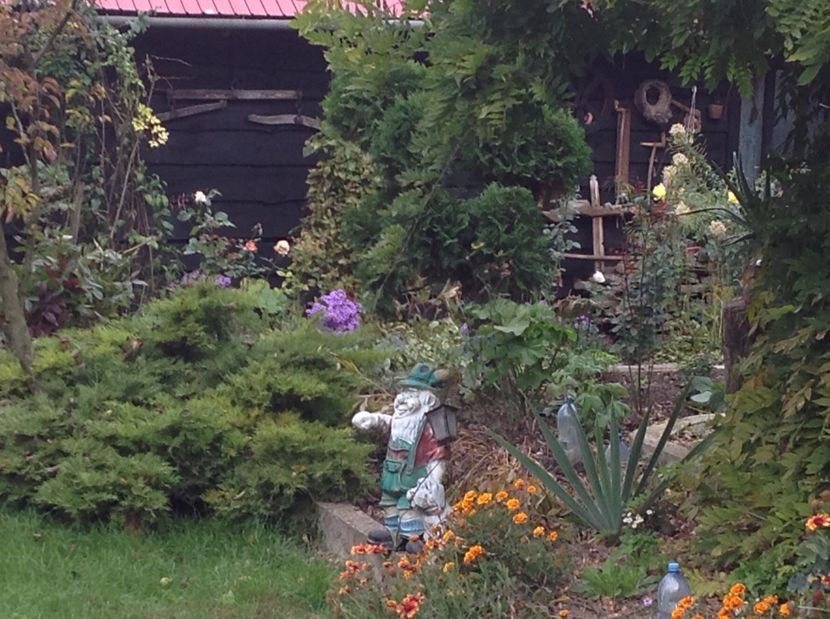  - Trandafiri 2017 in gradi