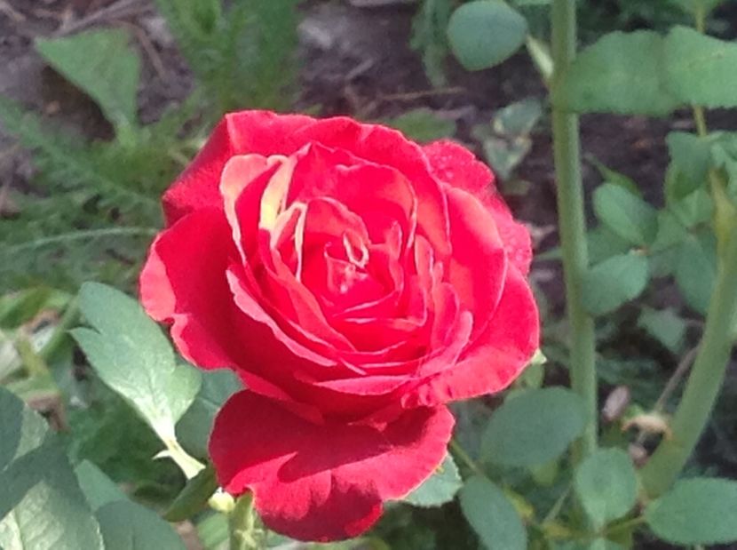  - Trandafiri 2017 in gradi