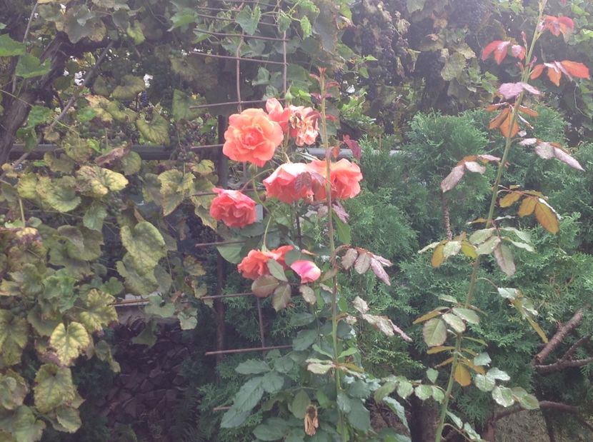  - Trandafiri 2017 in gradi