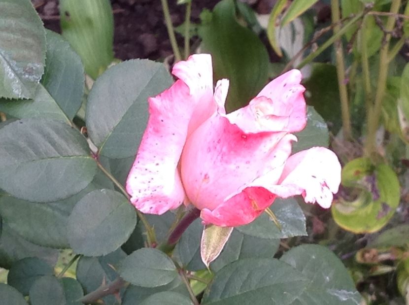  - Trandafiri 2017 in gradi