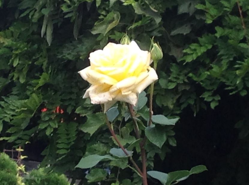  - Trandafiri 2017 in gradi