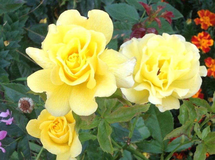  - Trandafiri 2017 in gradi