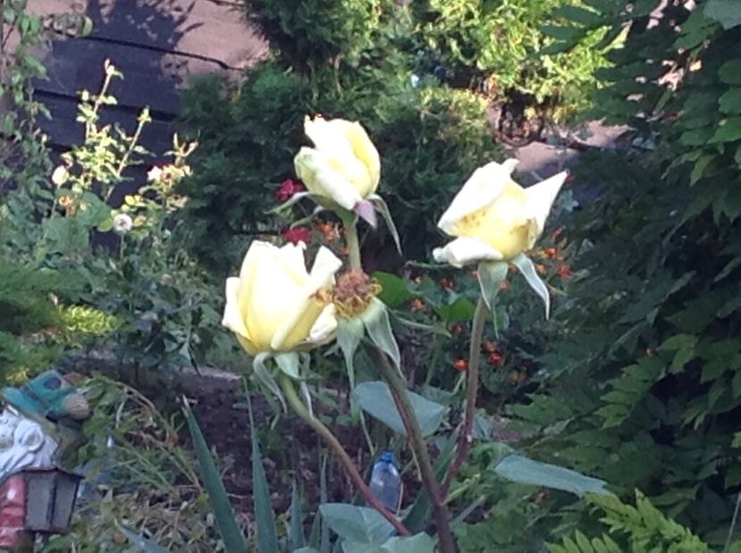  - Trandafiri 2017 in gradi