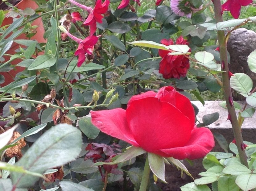  - Trandafiri 2017 in gradi