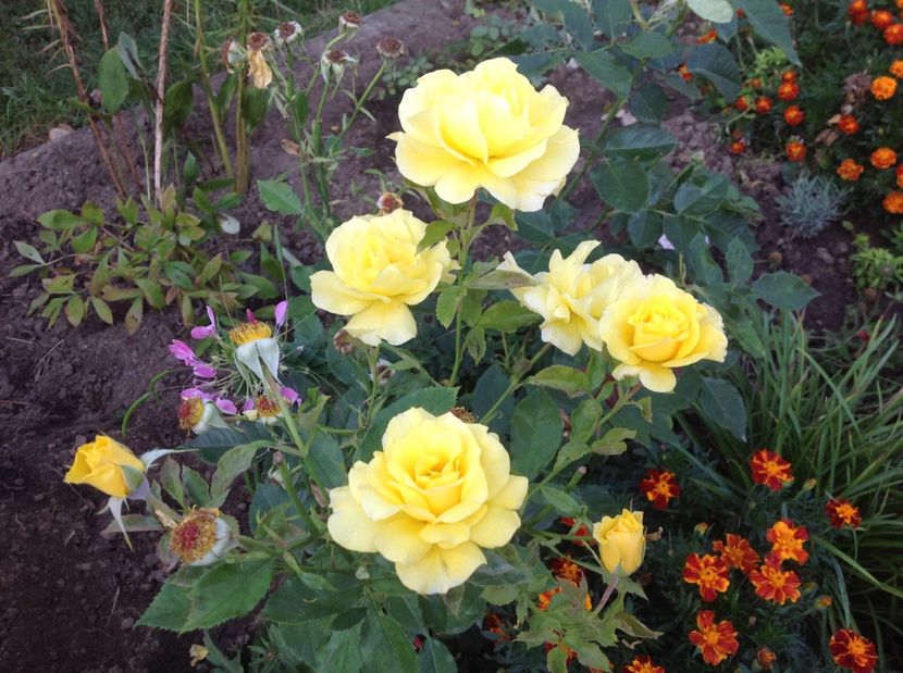  - Trandafiri 2017 in gradi