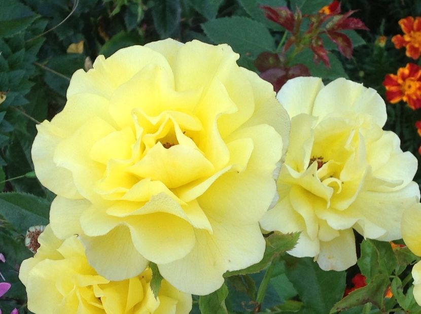  - Trandafiri 2017 in gradi