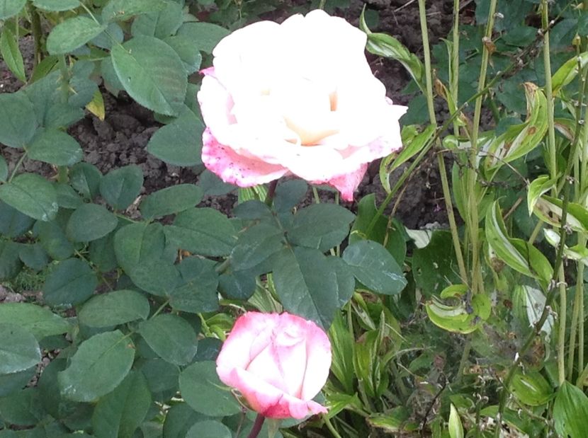  - Trandafiri 2017 in gradi