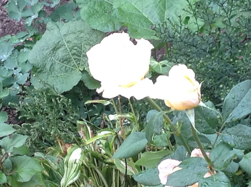  - Trandafiri 2017 in gradi