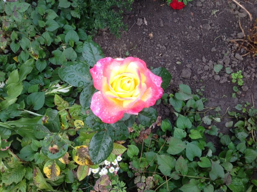  - Trandafiri 2017 in gradi