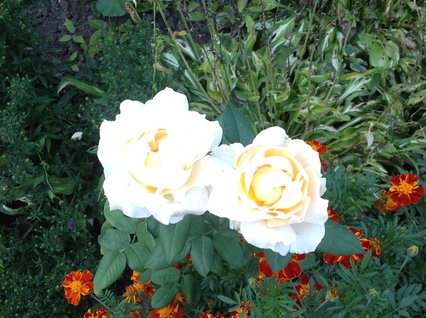  - Trandafiri 2017 in gradi