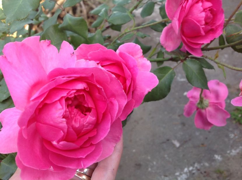  - Trandafiri 2017 in gradi