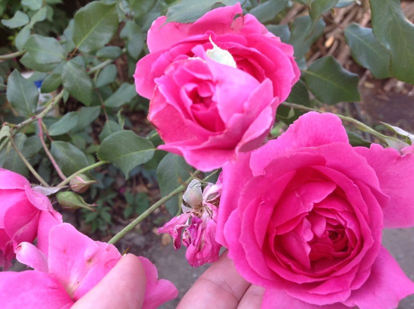  - Trandafiri 2017 in gradi