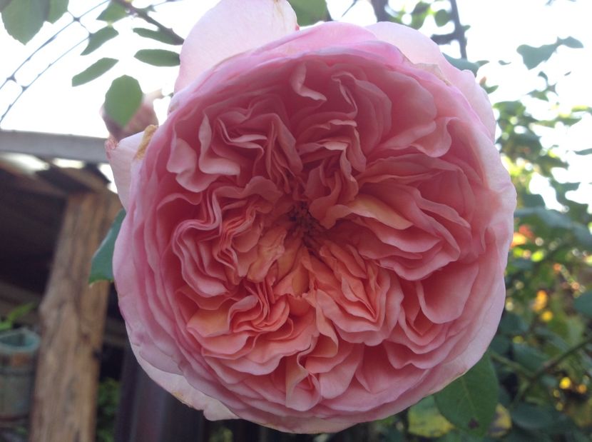  - Trandafiri 2017 in gradi