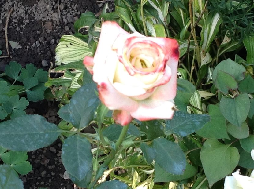  - Trandafiri 2017 in gradi