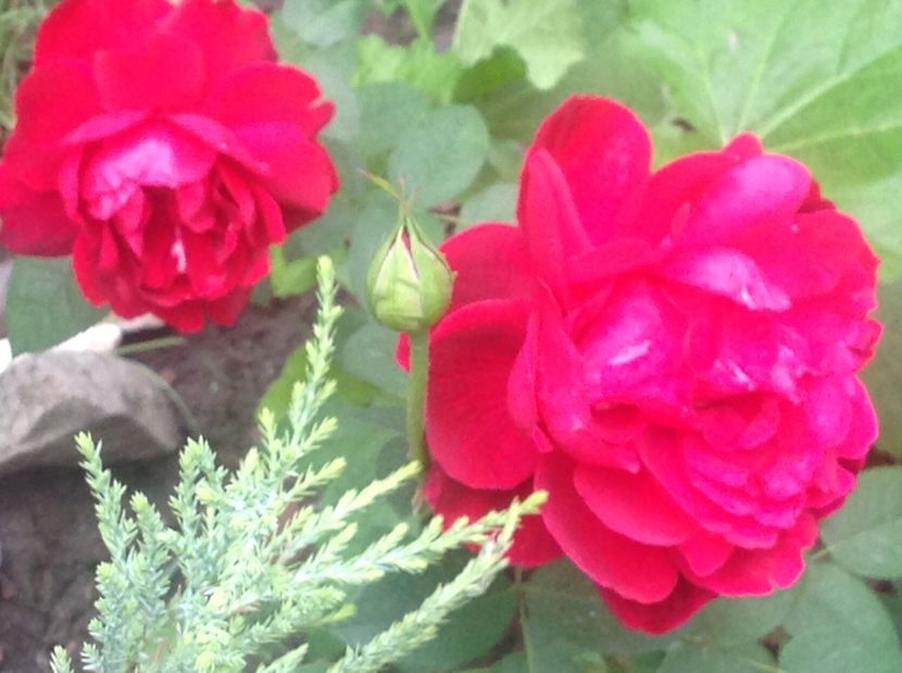  - Trandafiri 2017 in gradi