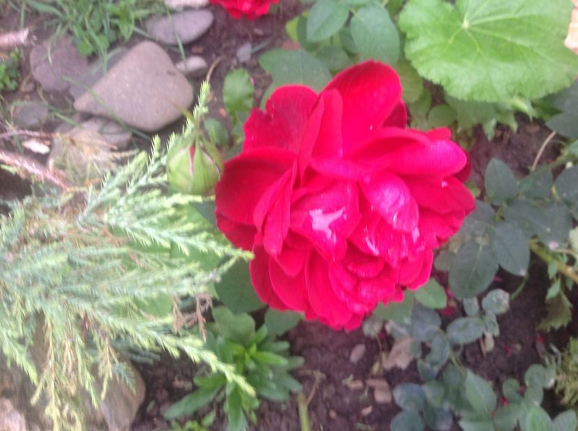  - Trandafiri 2017 in gradi