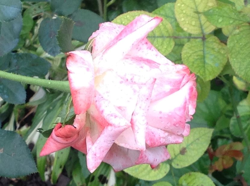  - Trandafiri 2017 in gradi