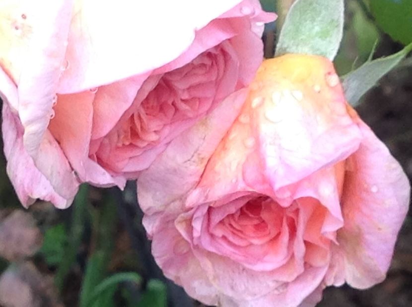  - Trandafiri 2017 in gradi