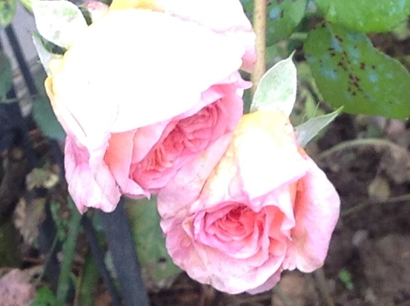  - Trandafiri 2017 in gradi