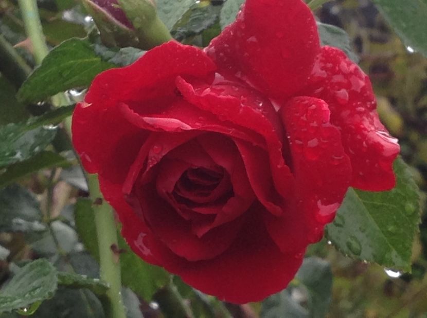  - Trandafiri 2017 in gradi