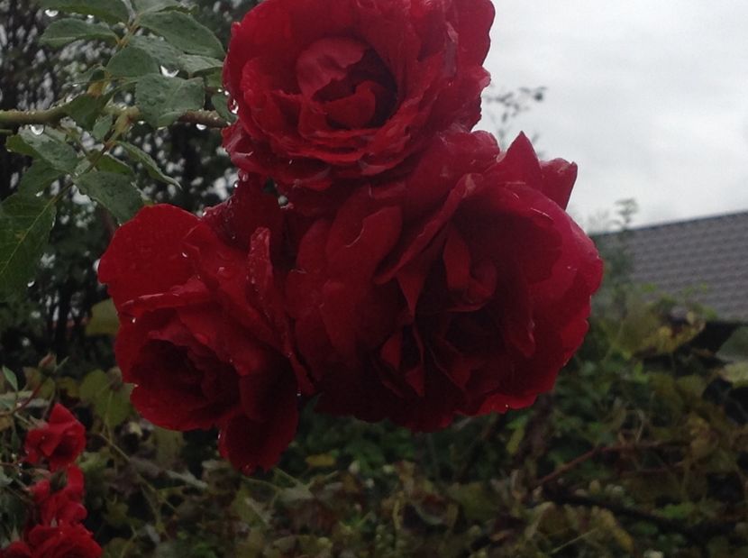  - Trandafiri 2017 in gradi