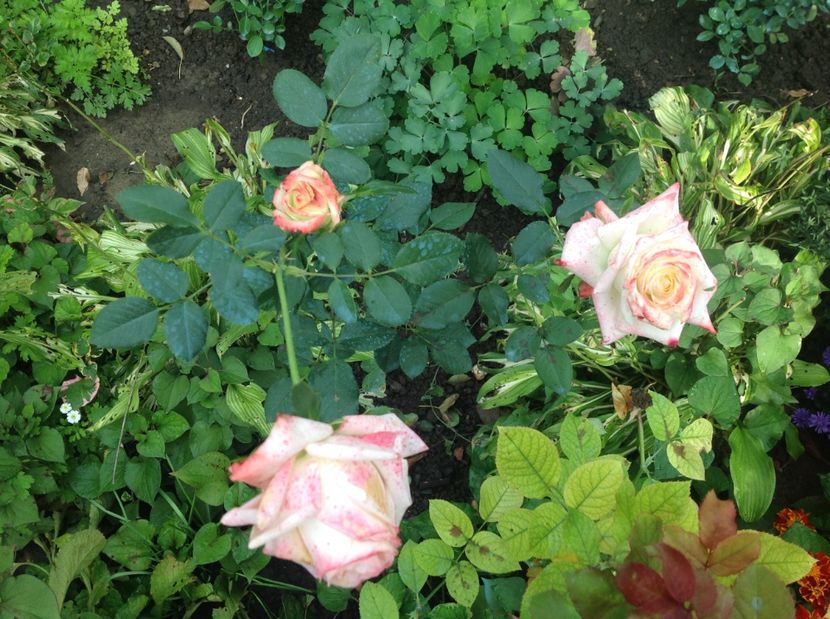  - Trandafiri 2017 in gradi