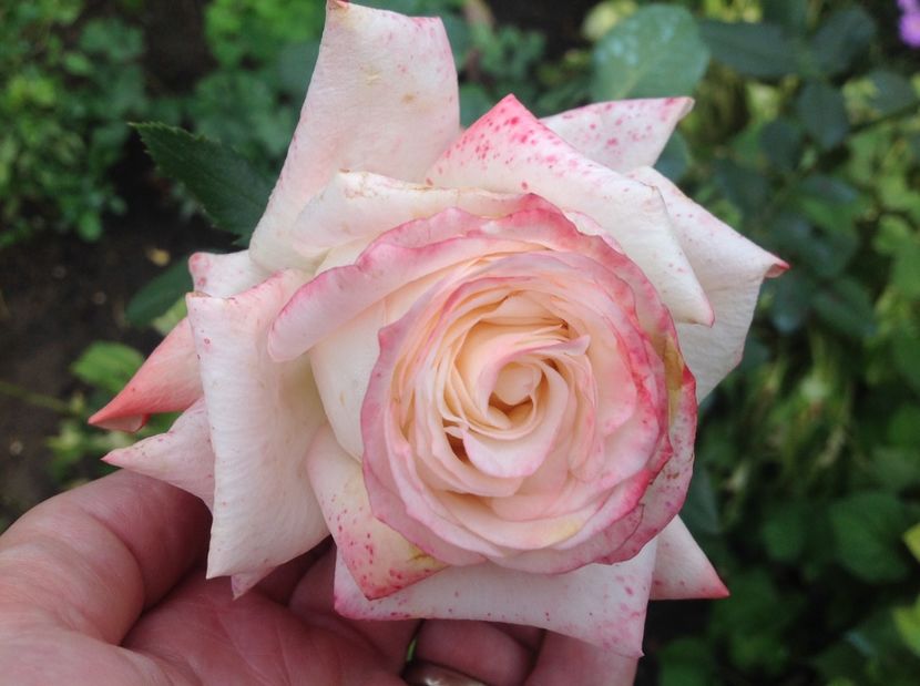  - Trandafiri 2017 in gradi