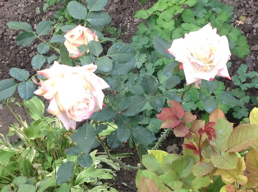  - Trandafiri 2017 in gradi