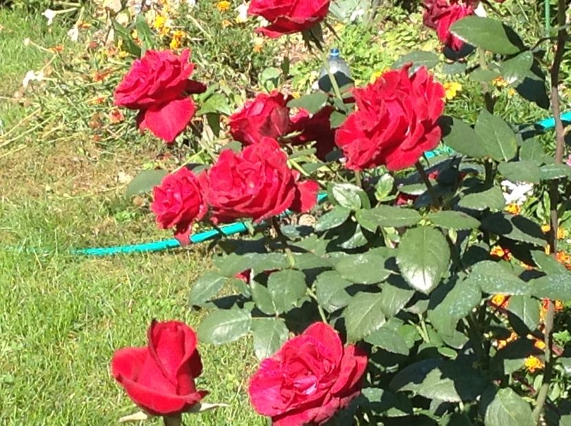  - Trandafiri 2017 in gradi