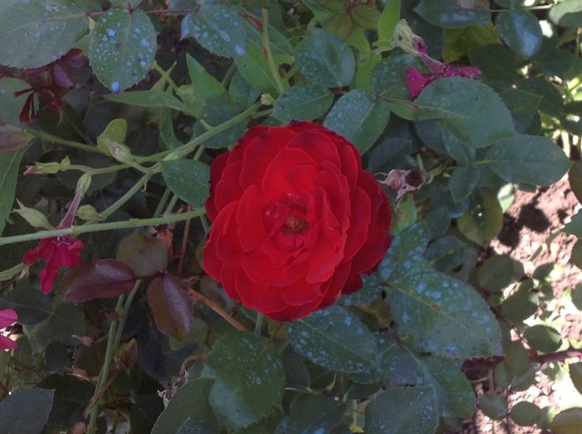  - Trandafiri 2017 in gradi