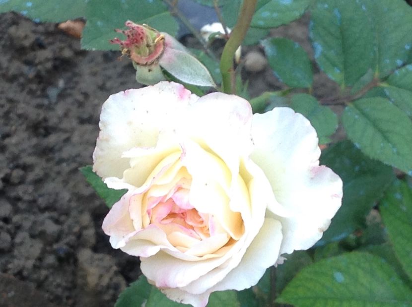  - Trandafiri 2017 in gradi