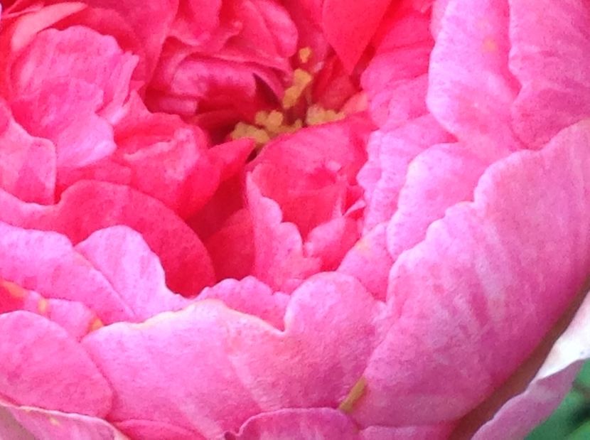  - Trandafiri 2017 in gradi