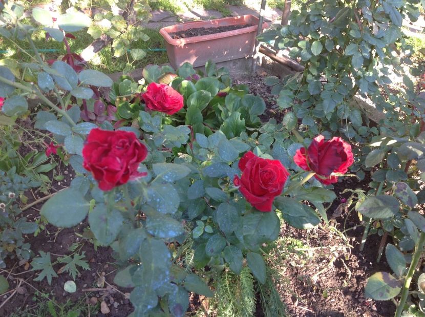  - Trandafiri 2017 in gradi