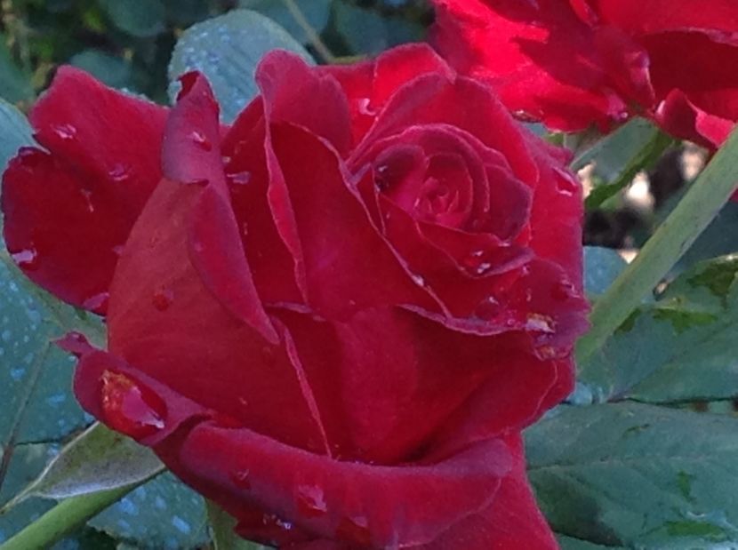  - Trandafiri 2017 in gradi