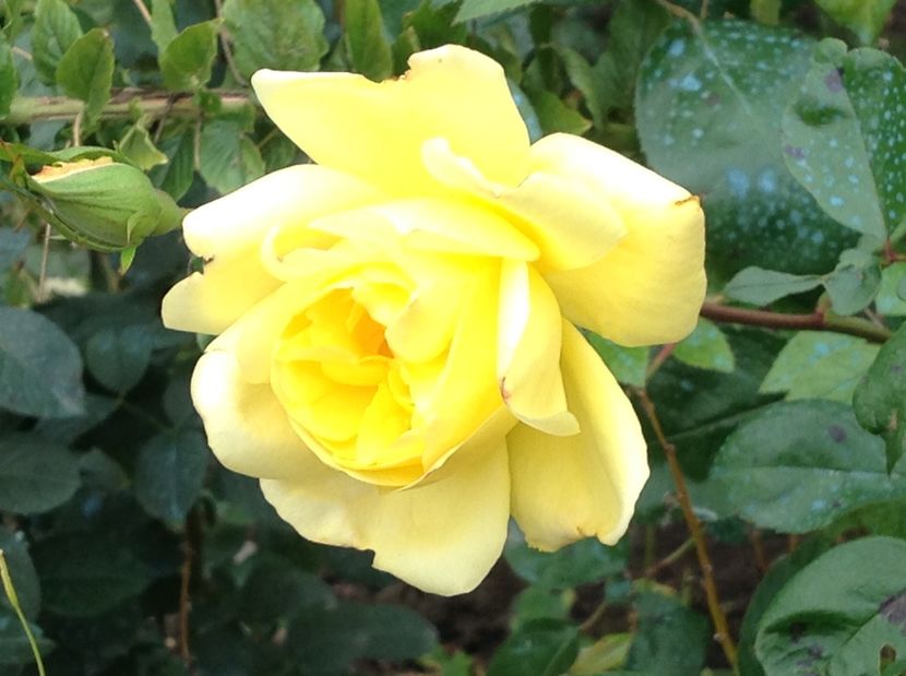  - Trandafiri 2017 in gradi