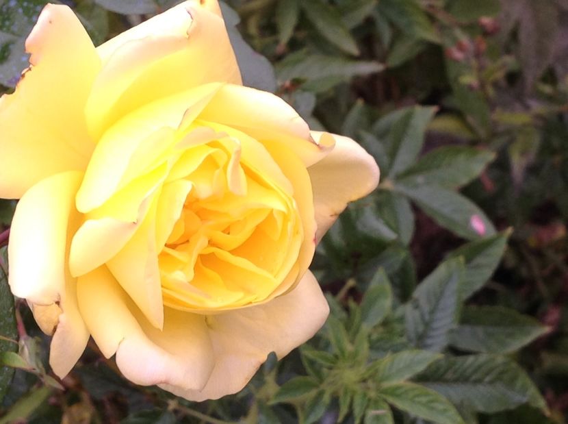  - Trandafiri 2017 in gradi