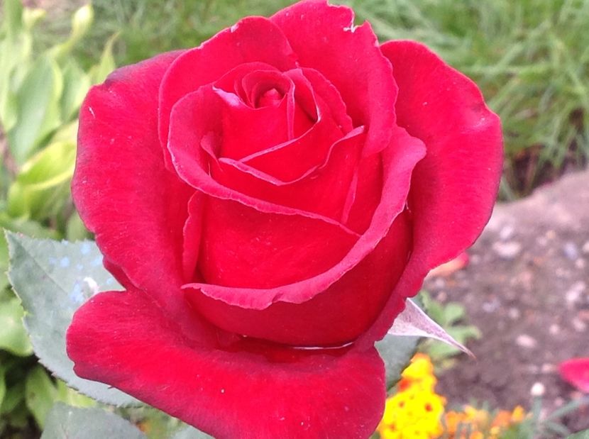  - Trandafiri 2017 in gradi