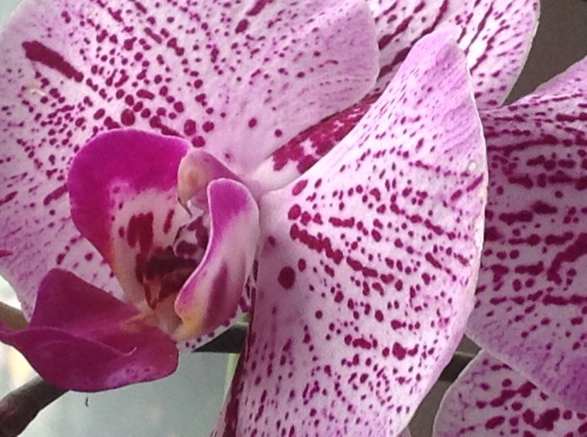  - Phalenopsis in oct